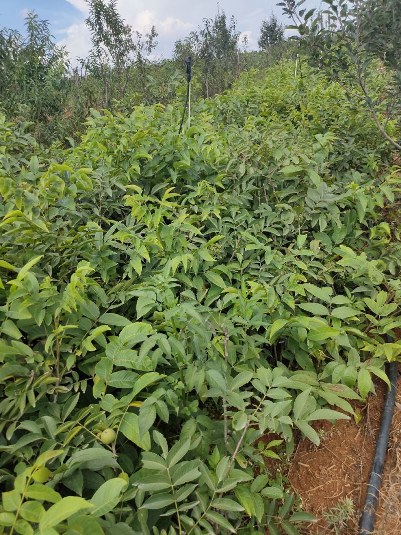 核桃苗云新系列香玲大袍大麻新疆核桃技术服务包挂果