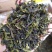 高山名茶大坪土山茶潮汕八仙茶惠来高山茶1斤诏安八仙茶