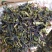 高山名茶大坪土山茶潮汕八仙茶惠来高山茶1斤诏安八仙茶