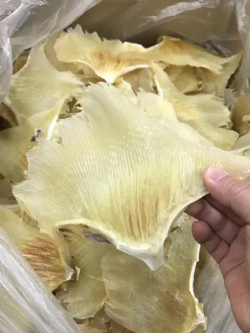 鱼翅大蒲扇形鱼翅新鲜漂亮干度好价格实惠质量放心煲汤味道鲜