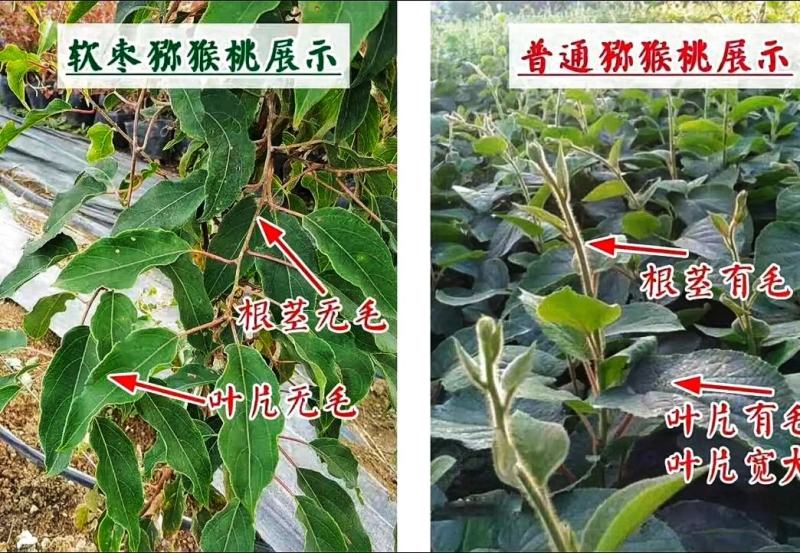 软枣猕猴桃树苗魁绿，龙城2号，红玉王巨人安娜现挖现发