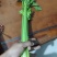 精品大棚小棵芹菜精品中棵芹菜物美价廉童叟无欺