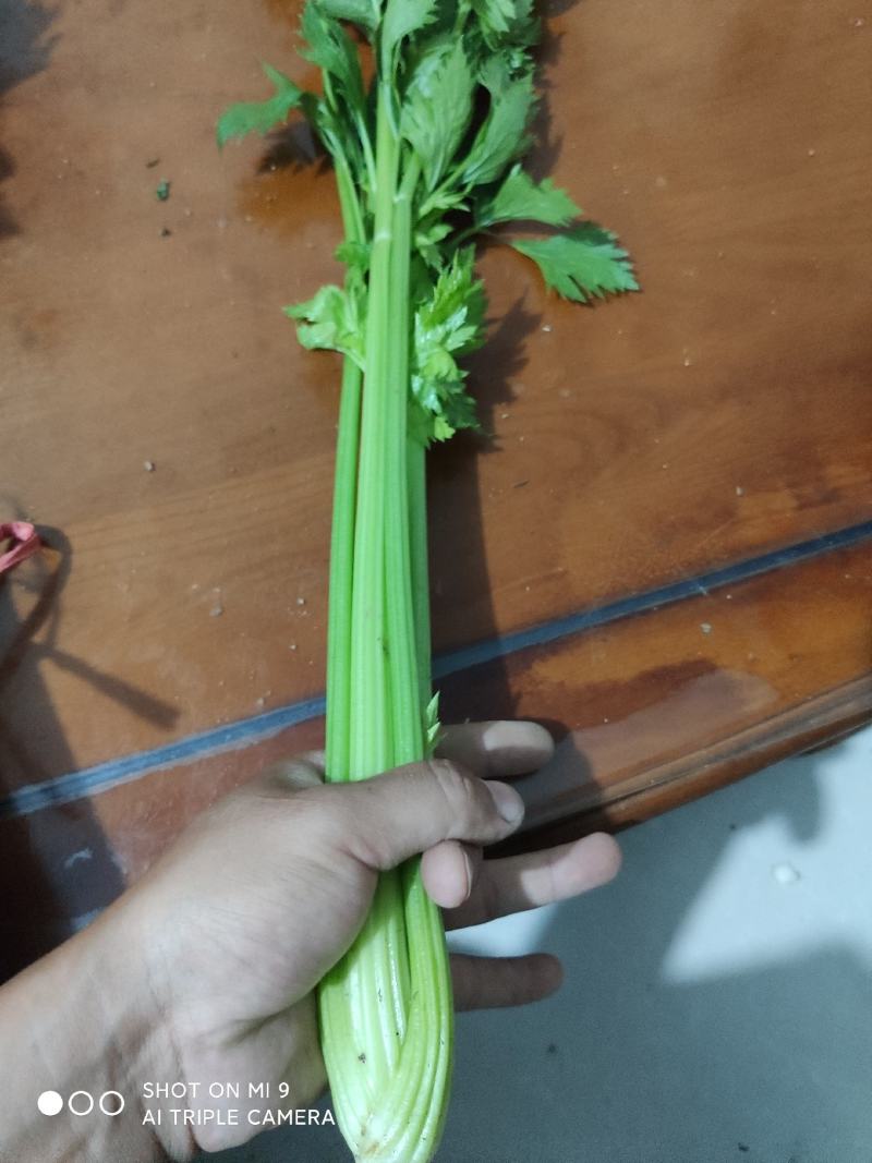 精品大棚小棵芹菜精品中棵芹菜物美价廉童叟无欺