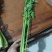 精品大棚小棵芹菜精品中棵芹菜物美价廉童叟无欺
