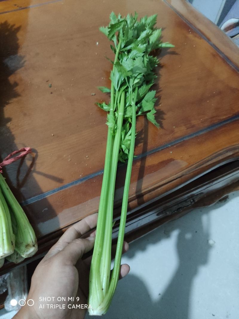 精品大棚小棵芹菜精品中棵芹菜物美价廉童叟无欺