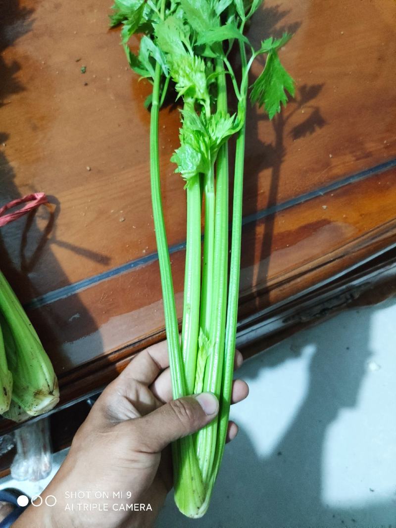 精品大棚小棵芹菜精品中棵芹菜物美价廉童叟无欺