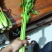 精品大棚小棵芹菜精品中棵芹菜物美价廉童叟无欺
