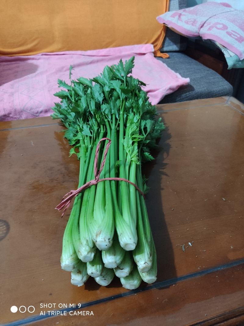 精品大棚小棵芹菜精品中棵芹菜物美价廉童叟无欺