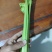 精品大棚小棵芹菜精品中棵芹菜物美价廉童叟无欺