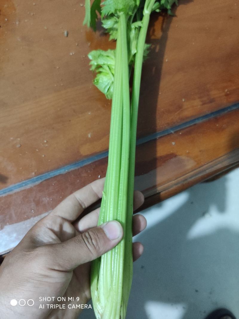 精品大棚小棵芹菜精品中棵芹菜物美价廉童叟无欺