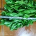 精品大棚小棵芹菜精品中棵芹菜物美价廉童叟无欺