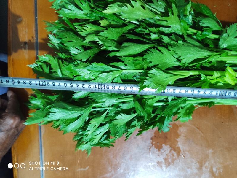 精品大棚小棵芹菜精品中棵芹菜物美价廉童叟无欺
