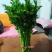 精品大棚小棵芹菜精品中棵芹菜物美价廉童叟无欺