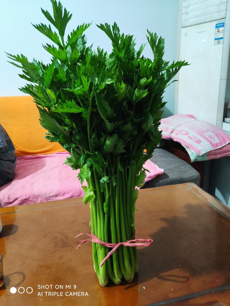 精品大棚小棵芹菜精品中棵芹菜物美价廉童叟无欺