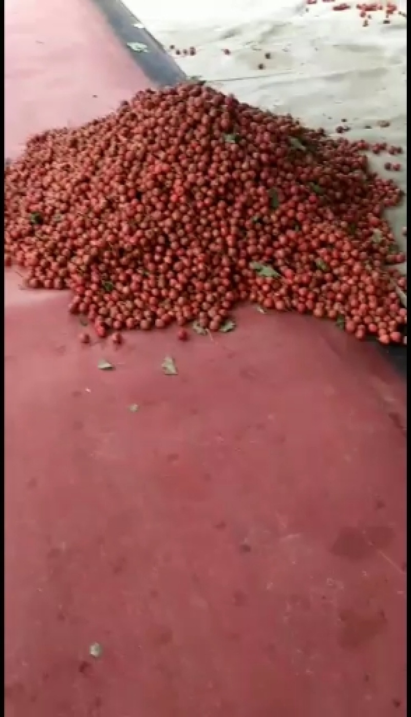 【精选】山楂手选果切片果品种量足全国代发