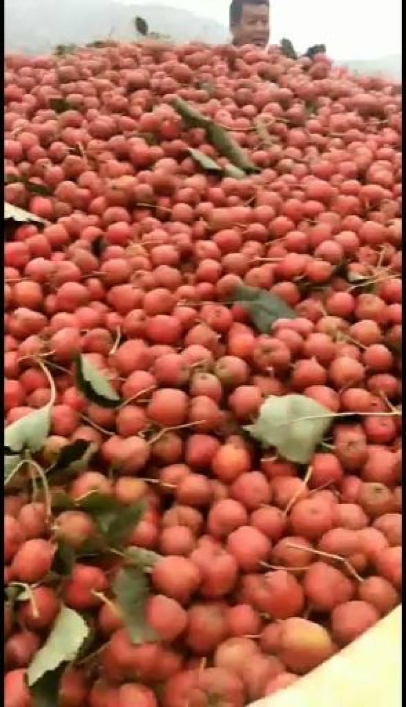 【精选】山楂手选果切片果品种量足全国代发