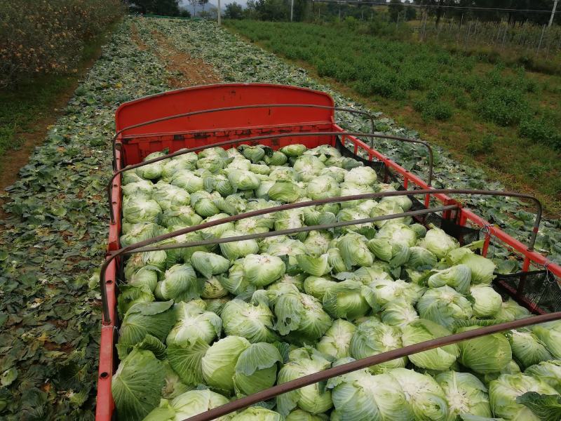 大量销售农家肥种植包菜
