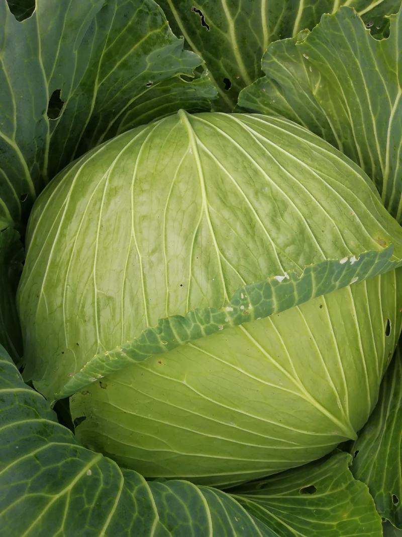 大量销售农家肥种植包菜