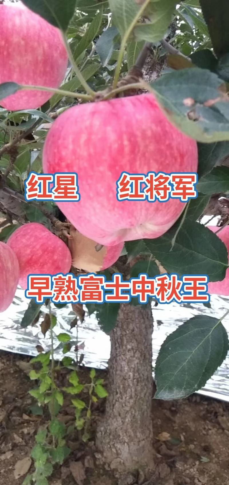 红星苹果红将军中秋好礼中秋王早熟富士大量上市