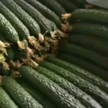 山东精品黄瓜干花密刺油亮绿肉带把新鲜