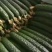 山东精品黄瓜干花密刺油亮绿肉带把新鲜