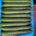 山东精品黄瓜干花密刺油亮绿肉带把新鲜
