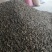 铁篱笆种子，马甲子种子，***********