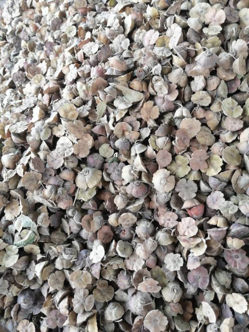 铁篱笆种子，马甲子种子，***********