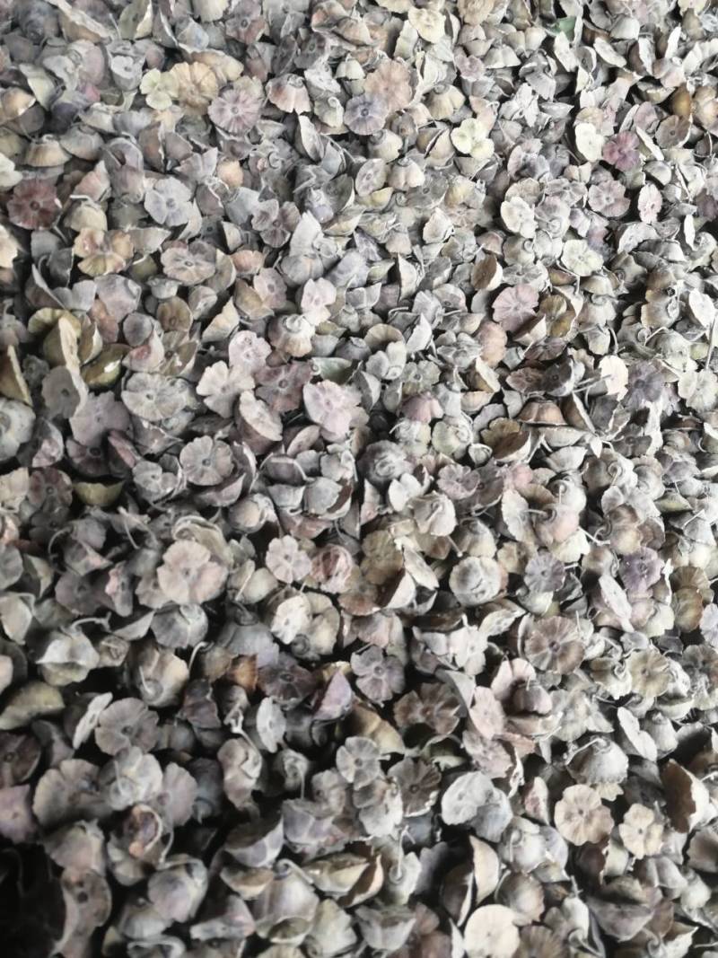 铁篱笆种子，马甲子种子，***********