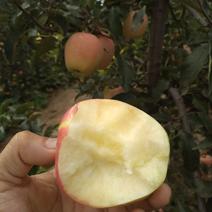 石家庄市正定纸袋中秋王苹果，高品质苹果