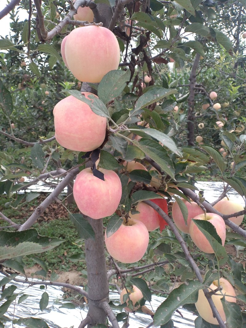 石家庄市正定纸袋中秋王苹果，高品质苹果