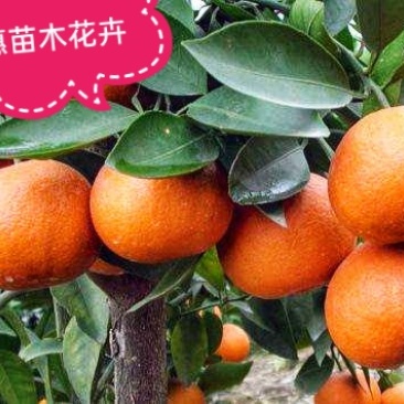 无籽椪柑苗媛红椪柑保品种假一赔十死苗补发现挖现发