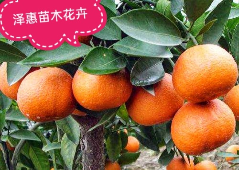 无籽椪柑苗媛红椪柑保品种假一赔十死苗补发现挖现发