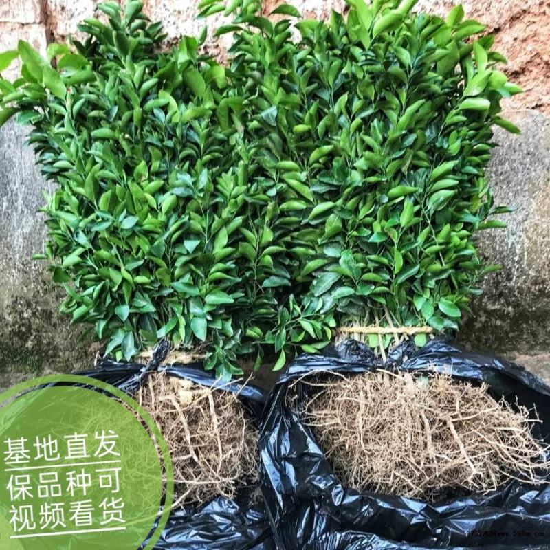 无籽椪柑苗媛红椪柑保品种假一赔十死苗补发现挖现发