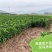 无籽椪柑苗媛红椪柑保品种假一赔十死苗补发现挖现发