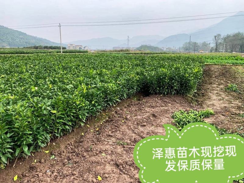 无籽椪柑苗媛红椪柑保品种假一赔十死苗补发现挖现发
