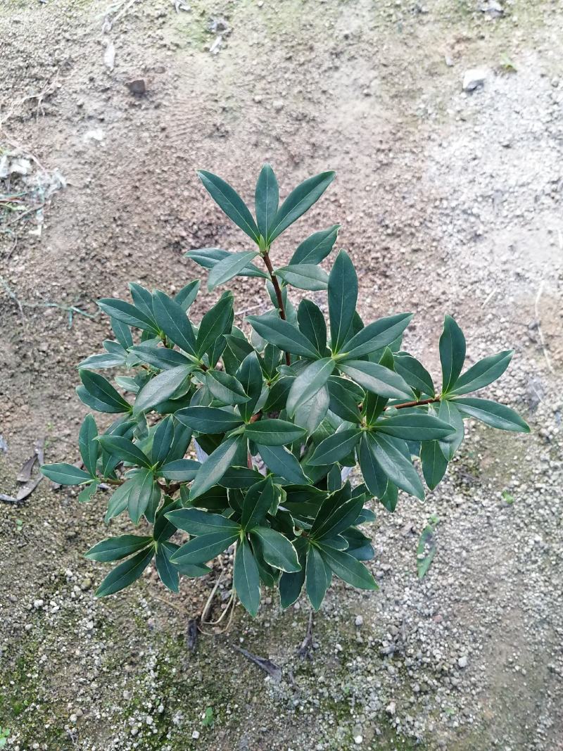 金边瑞香，花开飘香，福建龙岩永福基地直销