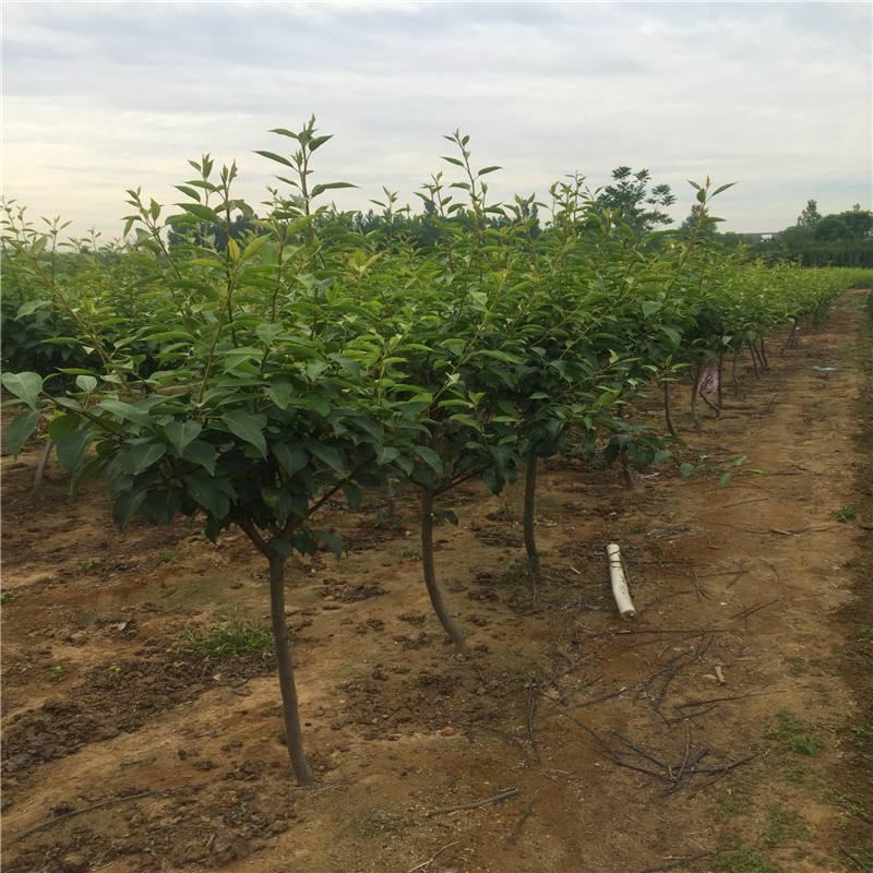 梨红一号树苗早酥红梨保品种基地直发甜度大可视频看货