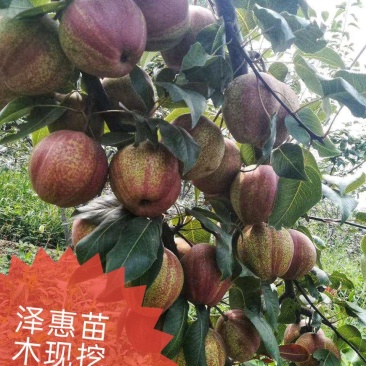 梨红一号树苗早酥红梨保品种基地直发甜度大可视频看货