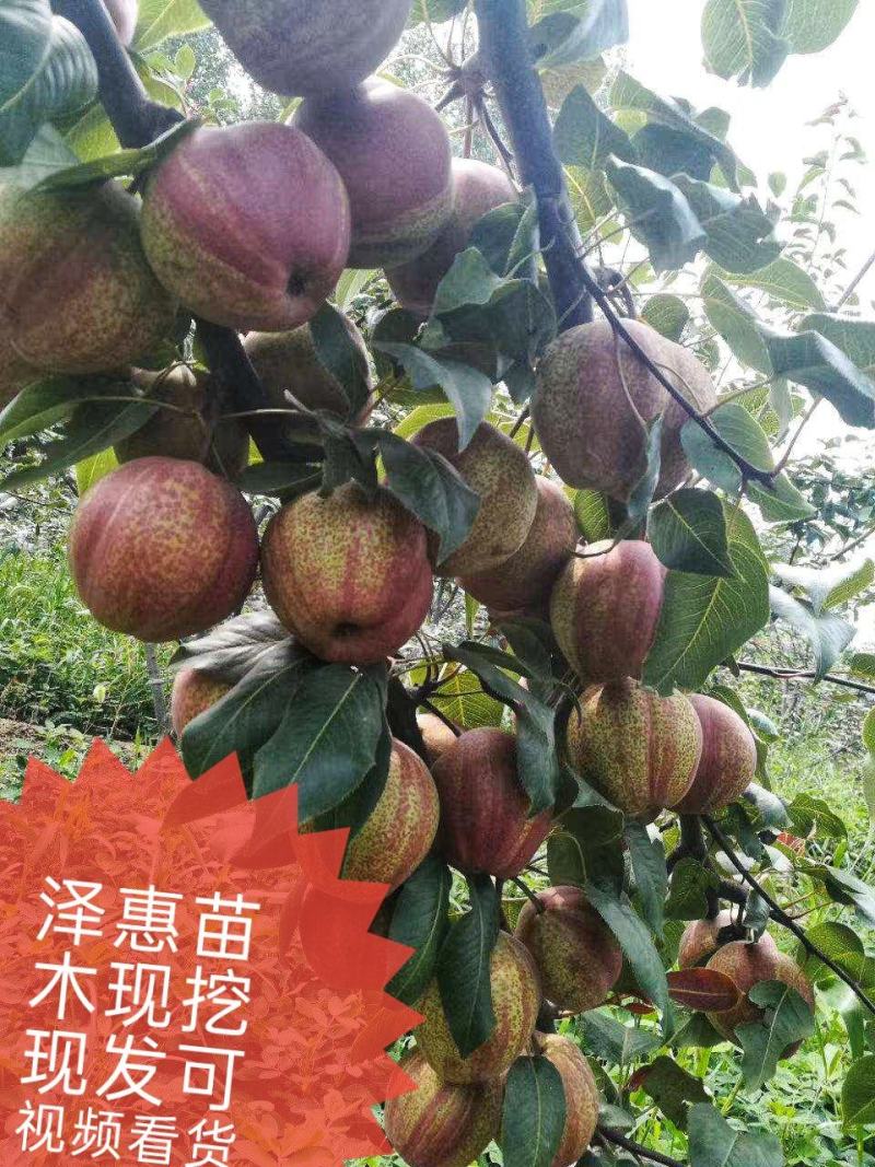 梨红一号树苗早酥红梨保品种基地直发甜度大可视频看货