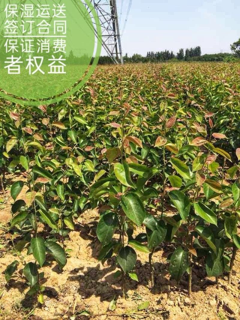 梨红一号树苗早酥红梨保品种基地直发甜度大可视频看货