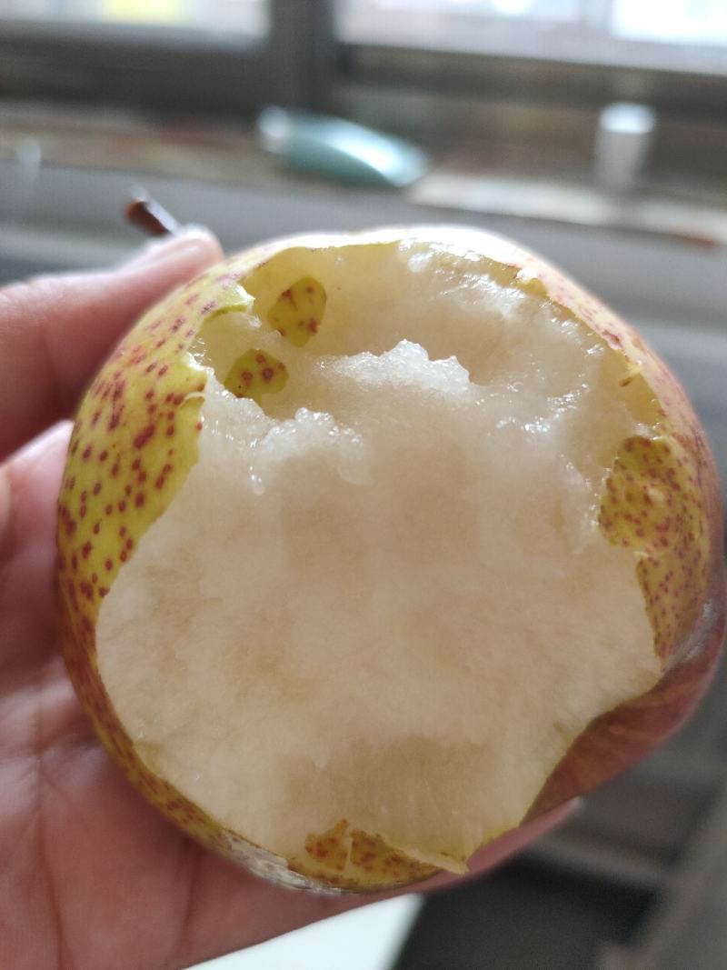 梨红一号树苗早酥红梨保品种基地直发甜度大可视频看货
