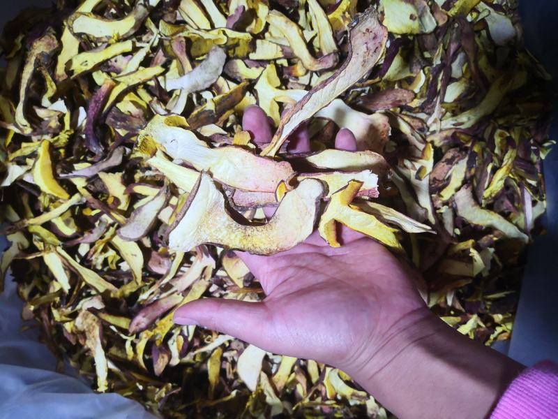 黄牛肝菌（小红葱），见手青，产自云南楚雄一手货源