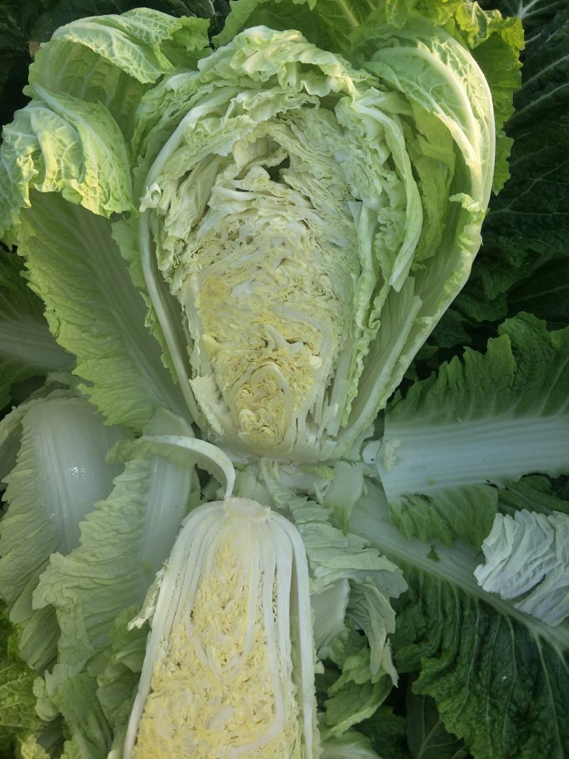 黄心白菜精品白菜玲珑黄大黄心产地直发物美价廉