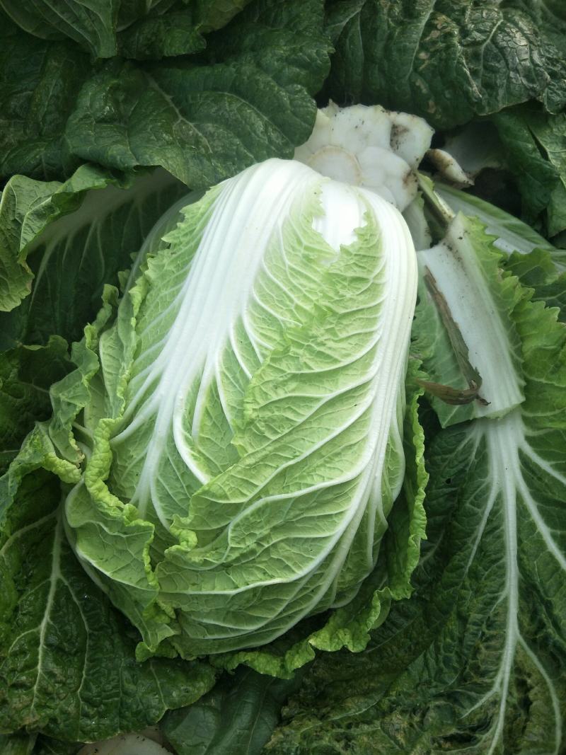 黄心白菜精品白菜玲珑黄大黄心产地直发物美价廉