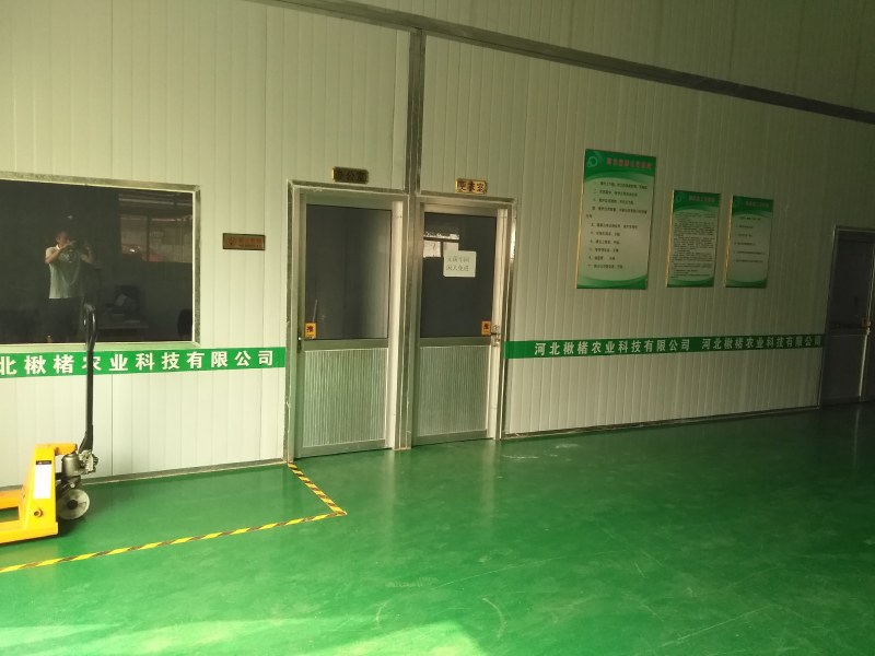 楸树，金丝楸123456789