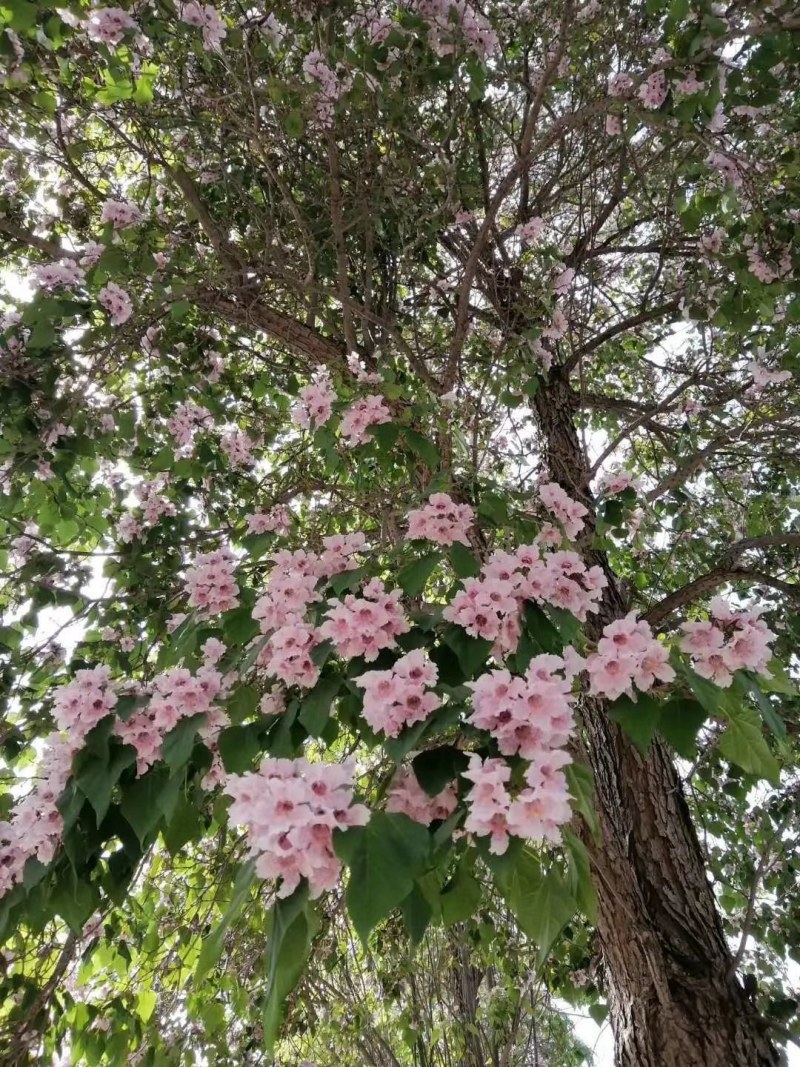 楸树，金丝楸123456789