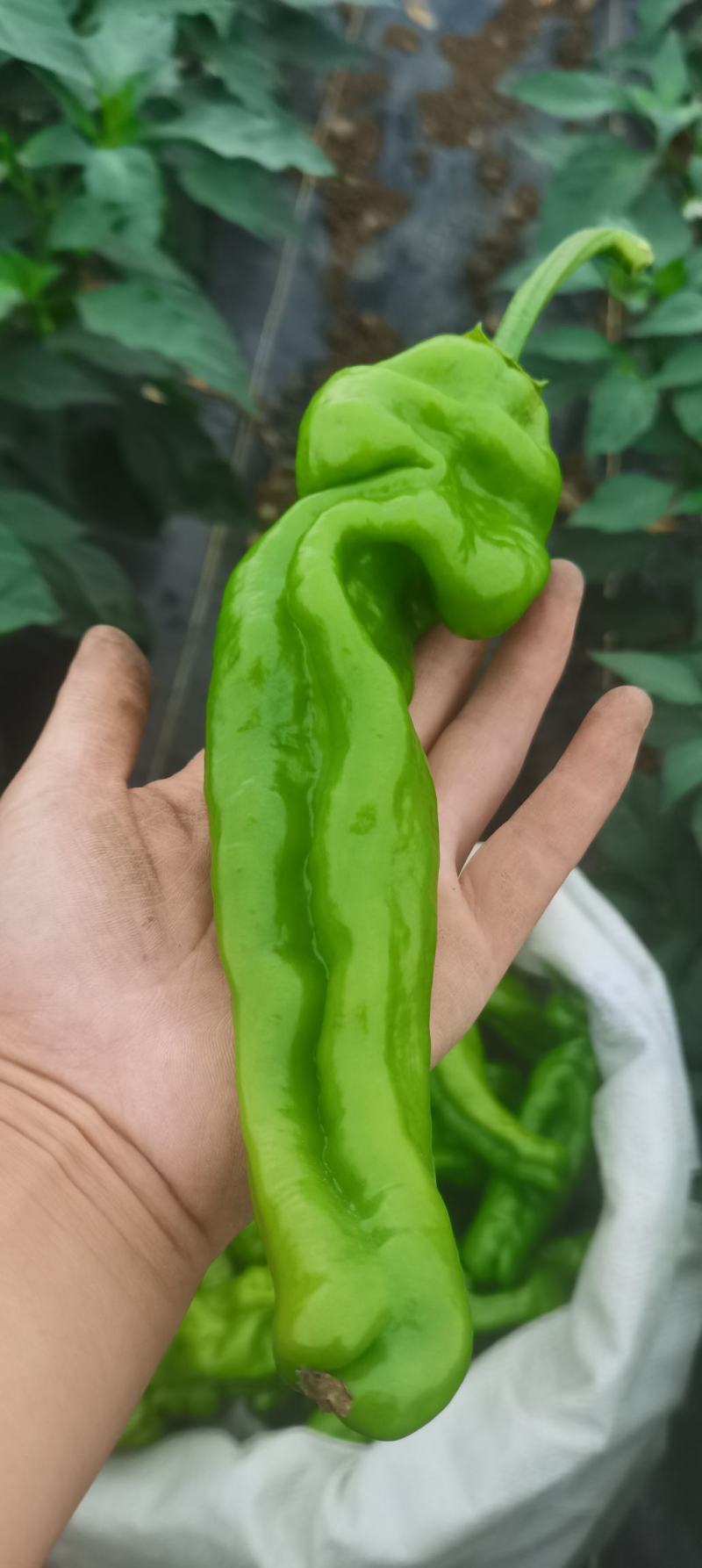 青椒薄皮青椒长线椒301多品种万亩基地产地直销
