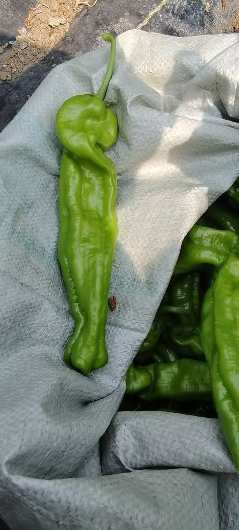 青椒薄皮青椒长线椒301多品种万亩基地产地直销