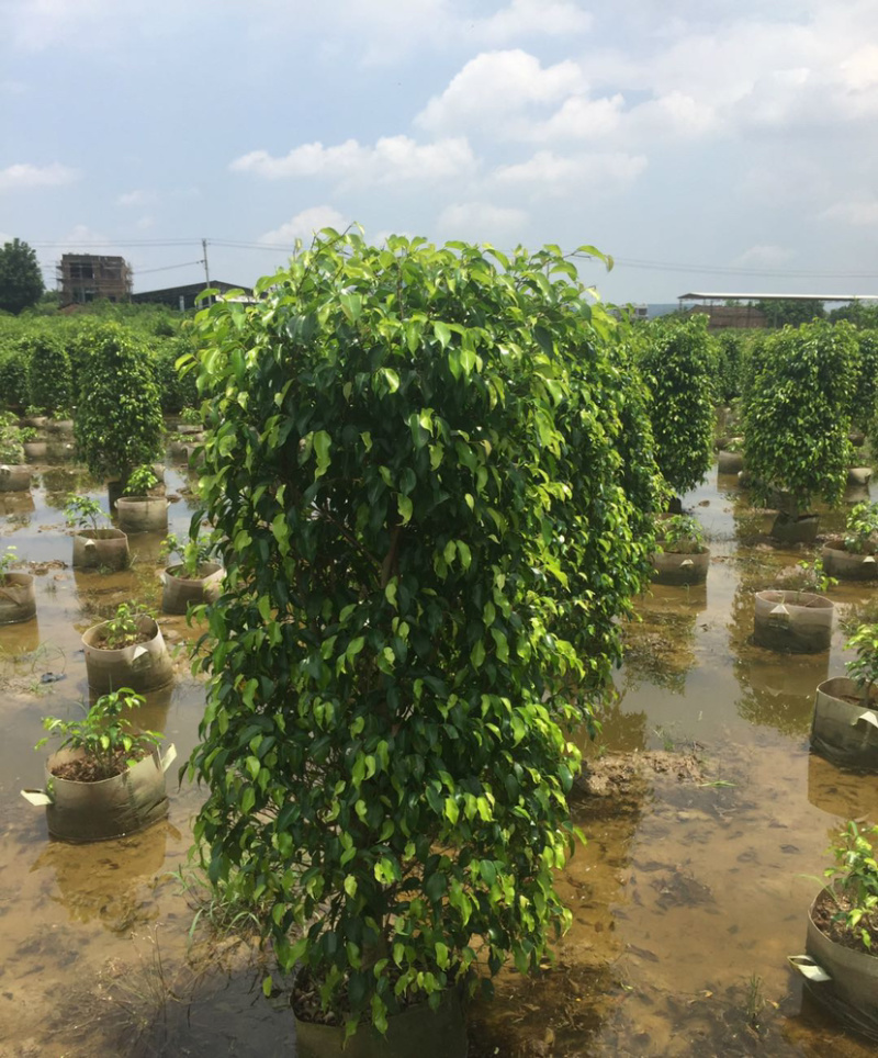 福建精品垂叶榕报价漳州批发垂叶榕柱形垂叶榕种植基地